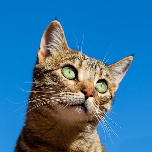 Understanding Cat Behavior: A Complete Guide