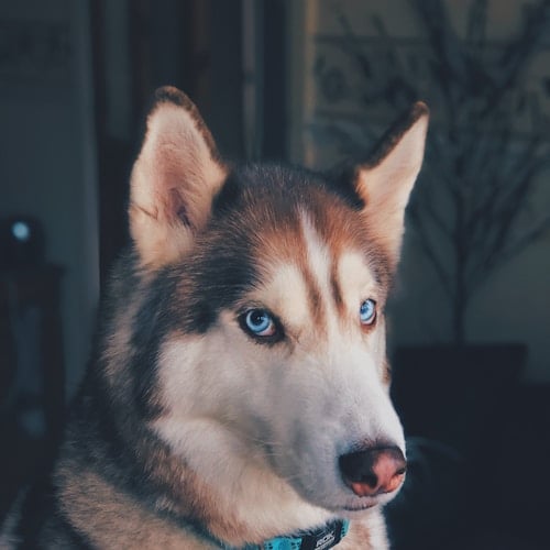 Common Health Issues in Small Pets