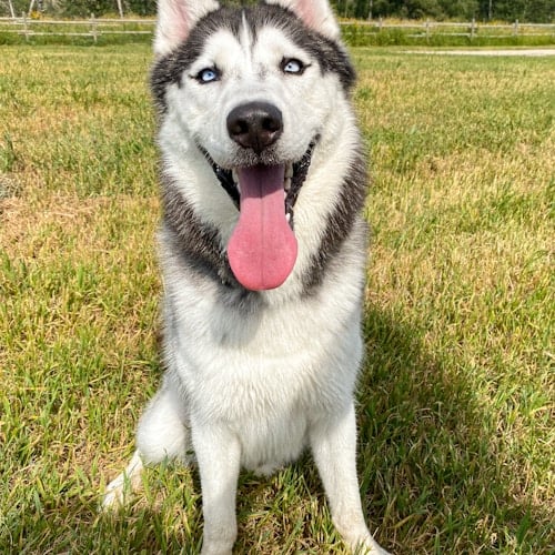 Creating an Enriching Environment for Indoor Cats