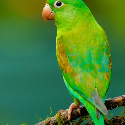 Bird Training: Teaching Your Parrot to Talk